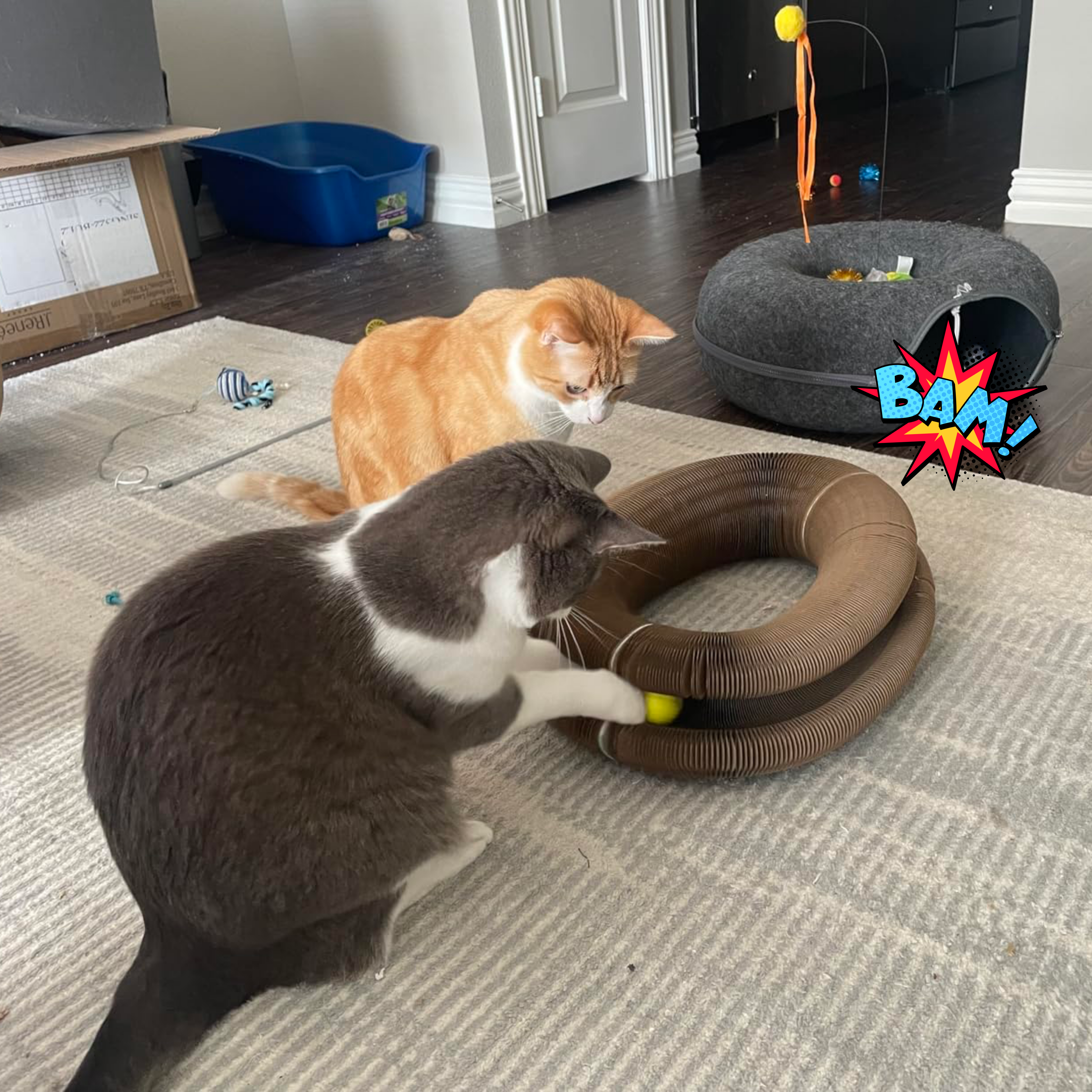 CatPlay 360