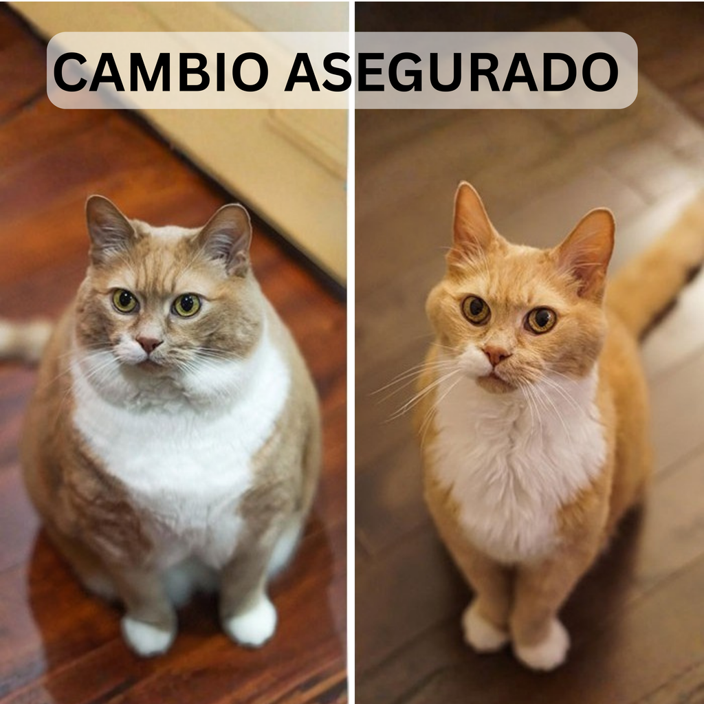 CatPlay 360