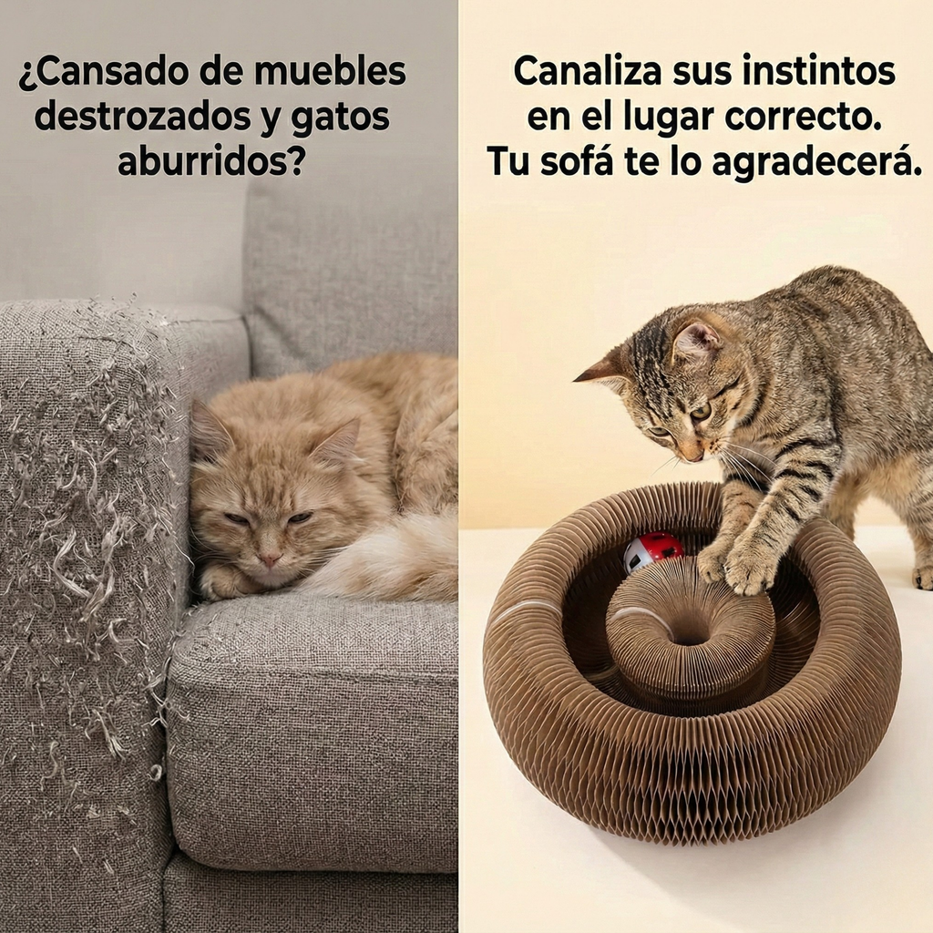 CatPlay 360