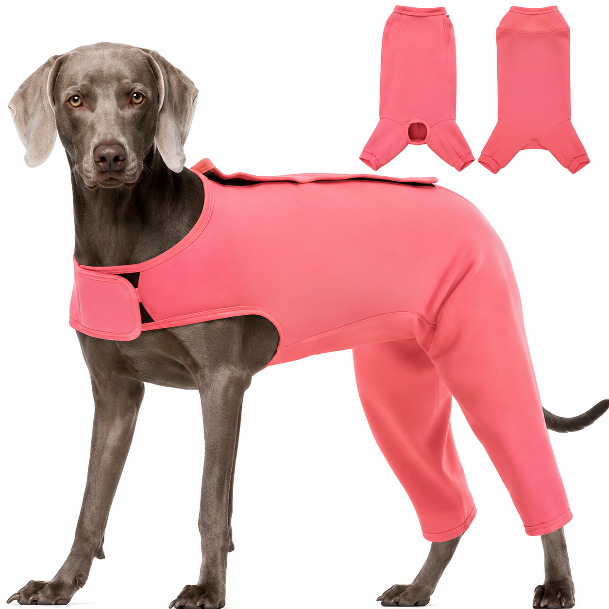 Body para perros
