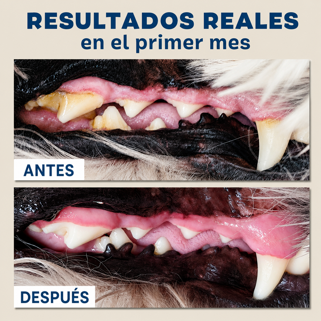 Kit dental «Bright Durable», 15 golosinas masticables + pasta de dientes