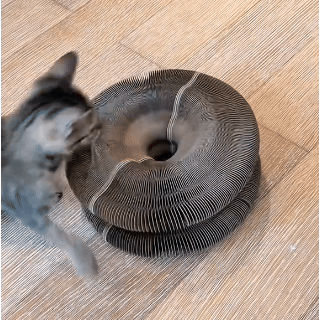 CatPlay 360